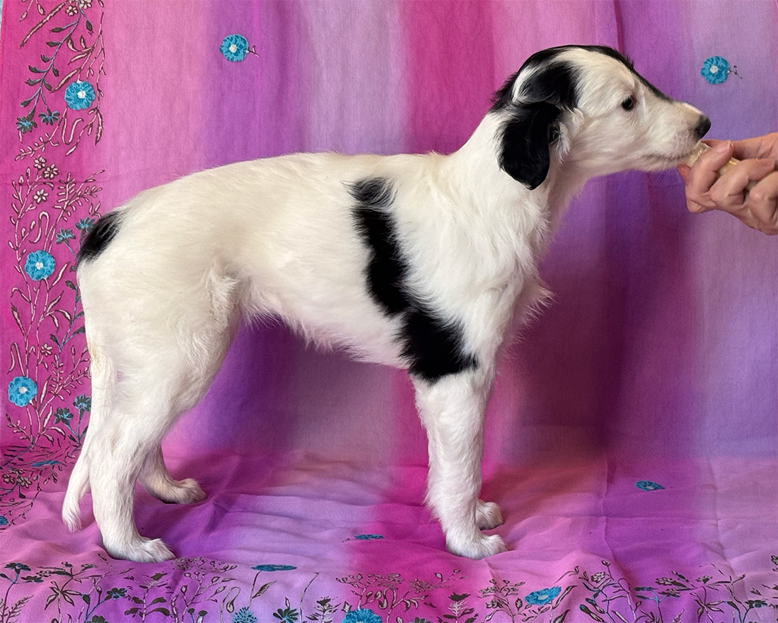 6 weeks - Dolce right